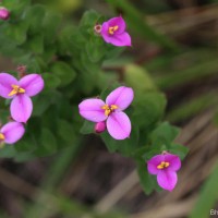 Sonerila firma (Thwaites ex C.B.Clarke) Lundin